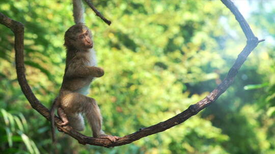 挂在树枝上的猴子