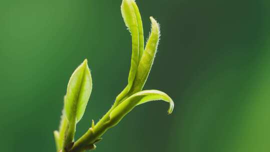 3组4K白茶茶叶生长发芽延时摄影60帧