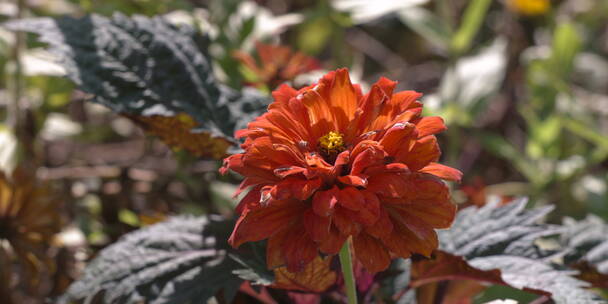 户外 野外 植物 自然 绿色 桂花 秋天叶子