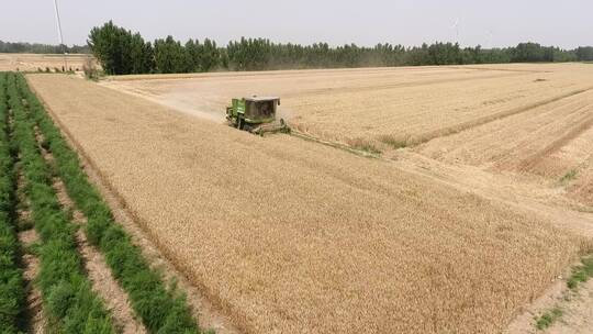 小麦丰收，无人机航拍收割机收割画面！