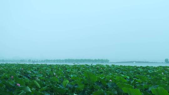 杭州西湖唯美朦胧雾气与碧绿荷叶自然风光