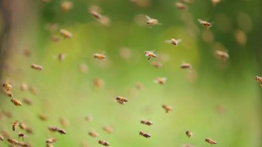 成群蜜蜂在春天田野里飞舞慢镜头唯美昆虫