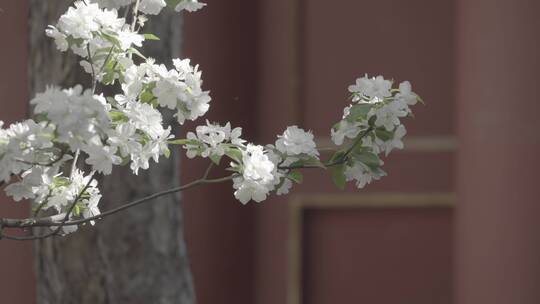 故宫花开 梨花