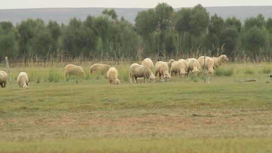 实拍正在吃草的羊群