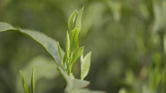 茶茶叶红茶艺采茶泡茶红茶山春茶道茶园农业