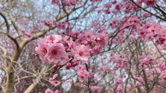 济南百花公园春天赏玉兰花、桃花