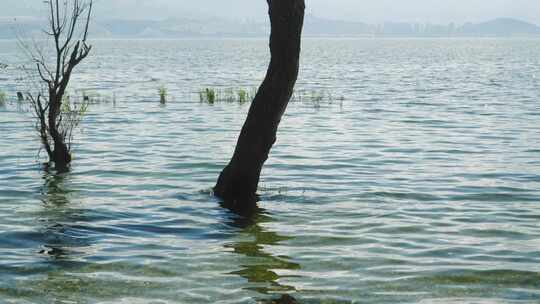 大理洱海湖岸风景