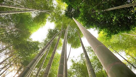 大自然风景美丽的竹海竹林竹子枝繁叶茂