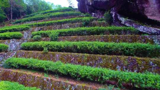 航拍武夷山大红袍母树三坑两涧岩茶茶园茶山