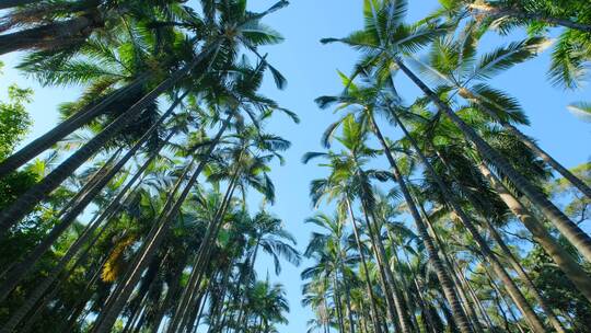 棕榈树 热带植物园 假槟榔树 树林视频素材模板下载