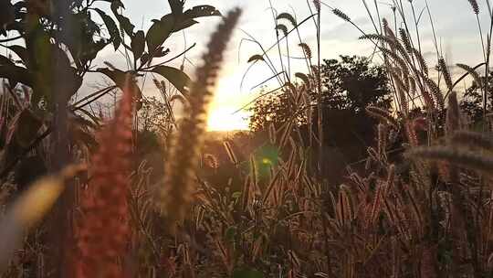 微风打野草