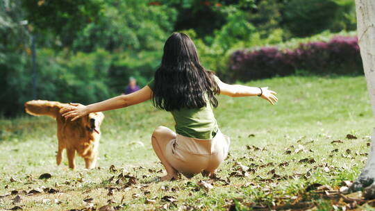 夏日公园草地宠物狗金毛犬奔跑向女主人