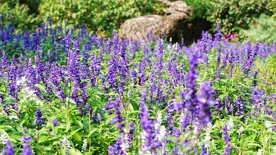 熊峰在紫色薰衣草花丛采蜜