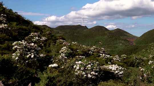 威宁自治县百草坪最高峰满山杜鹃花盛开花海