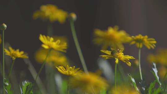 向日葵和蜜蜂特写镜头