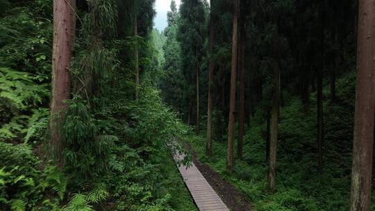 中坝森林 栈道低角度