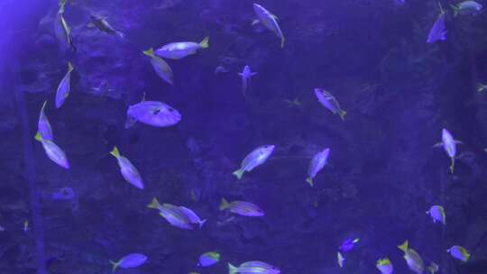 珠海长隆海洋王国 鱼群