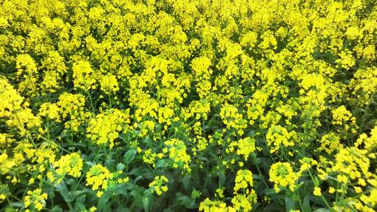 农村乡镇金黄油菜花田