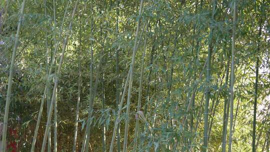 意境竹林小径小路阳光下的背影美好大自然