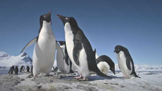 南极阿德利企鹅群特写