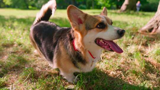 柯基犬，狗，宠物，犬