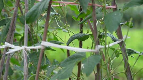 豆角种植实拍