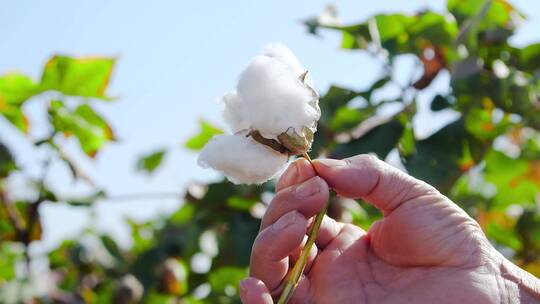 现摘棉花