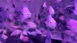 水族馆的鱼高清在线视频素材下载