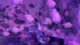 水族馆的鱼高清在线视频素材下载