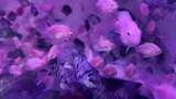 水族馆的鱼高清在线视频素材下载