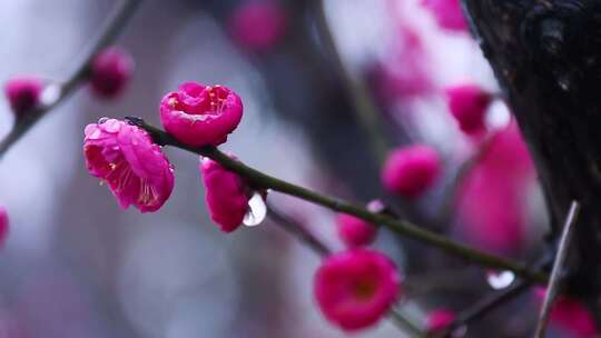 雪中梅花 雨中腊梅花 红色腊梅 1159