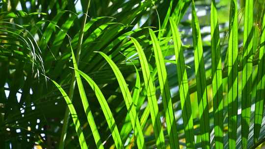 海边夏天阳光下的绿色棕榈树叶