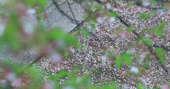 春雨樱花雨樱花飘落凋谢落幕春去