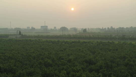 河北深州大桃航拍种植园夕阳