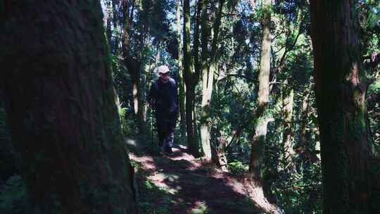 背包客徒步树林行走一个人的旅行
