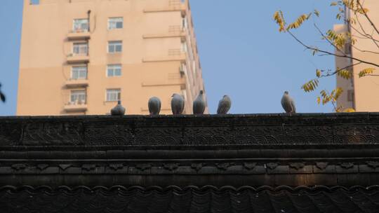 落在屋顶上的鸽子