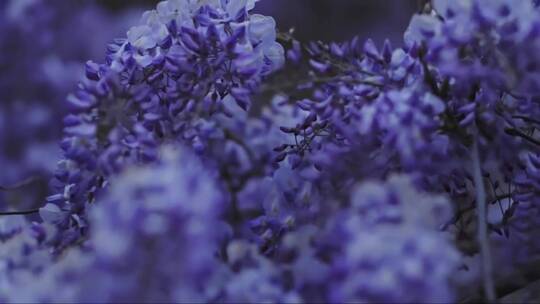 紫藤花枝头上美丽的丁香花