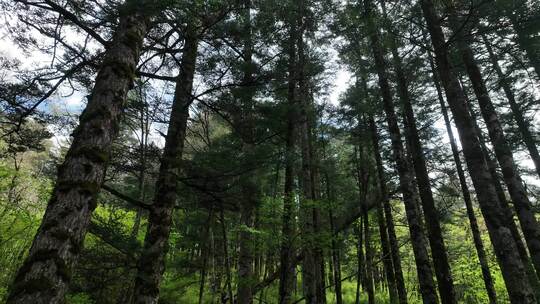 大山深处原始森林热带丛林河流小溪