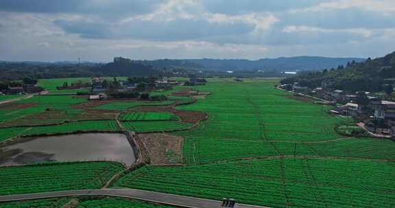 4K航拍农村乡村振兴稻田川芎中药材基地