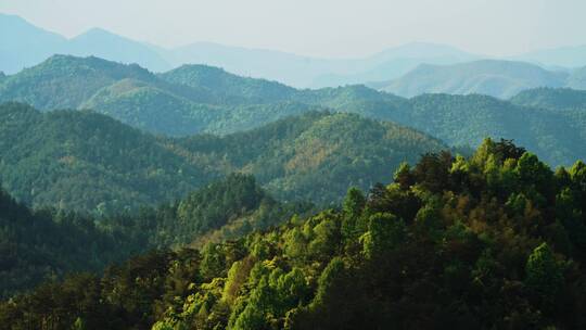 山峰 竹林 森林