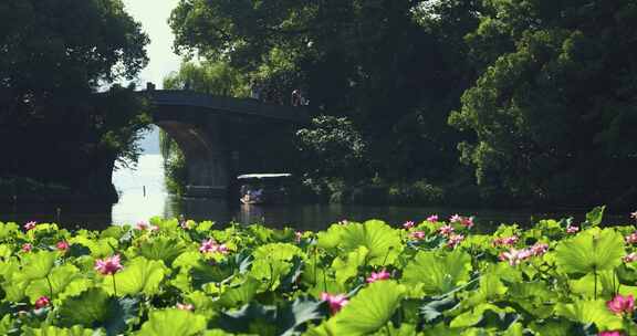 杭州西湖夏天曲院风荷玉带晴虹桥风光