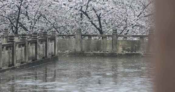 雨天樱花