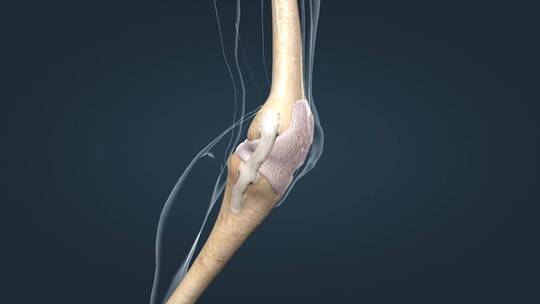 运动系统膝关节关节囊韧带骨连接膝盖动画视频素材模板下载
