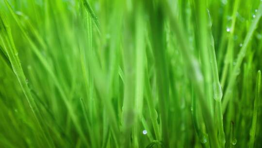 叶子上的雨滴特写野草青草