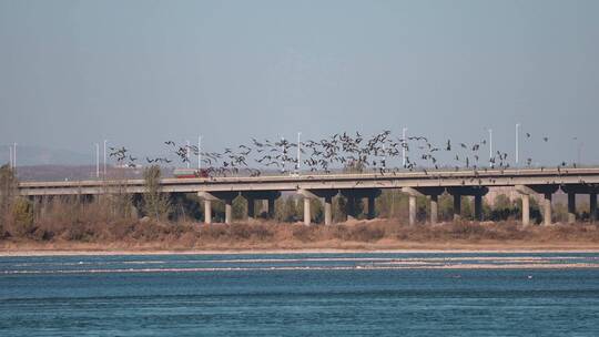 4k航拍飞鸟黄河滩湿地生态氧吧绿色大气河流