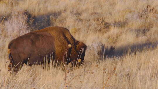 犹他州羚羊岛草原上的美洲野牛或水牛视频素材模板下载