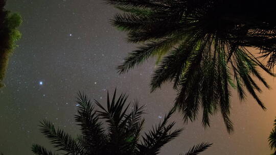 透过棕榈树拍摄星空延时