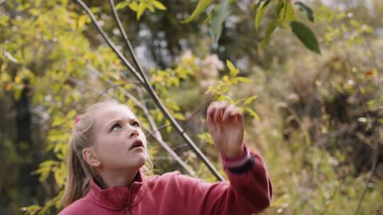 女孩在森林公园里摘下树叶 