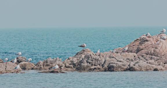 8k实拍海边礁石上的海鸟海鸥