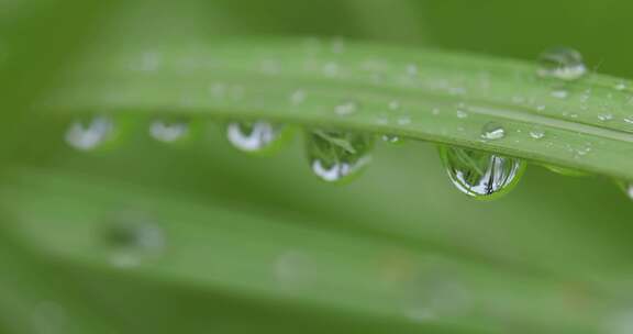 叶子上的露珠水珠雨珠特写